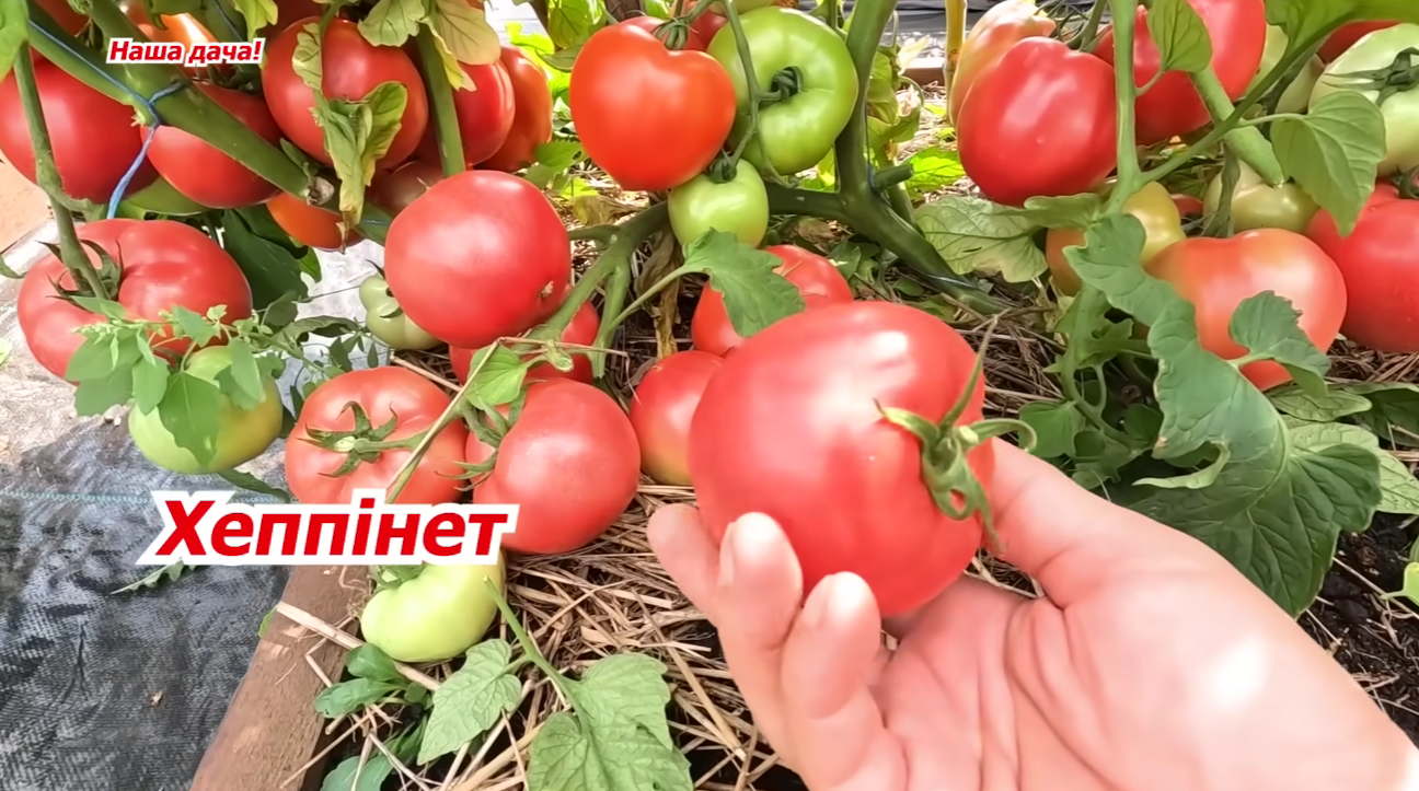 Городники назвали найврожайніші сорти низькорослих помідорів у 2025-2026 році