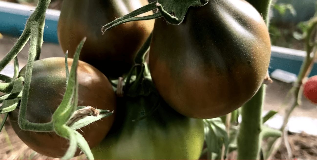 Ці томати не вразили ні врожаєм, ні смаком: дізнайтесь назву сорту