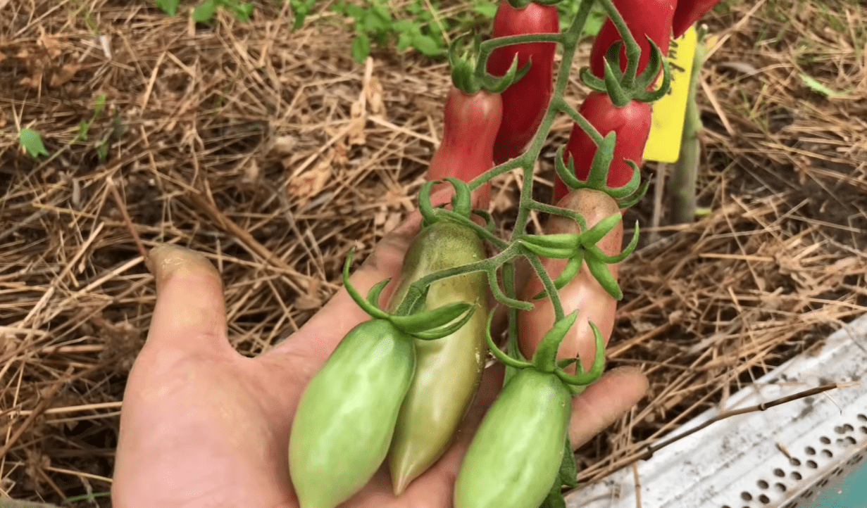 Ці томати не вразили ні врожаєм, ні смаком: дізнайтесь назву сорту