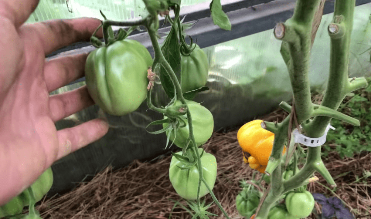 Ці томати не вразили ні врожаєм, ні смаком: дізнайтесь назву сорту