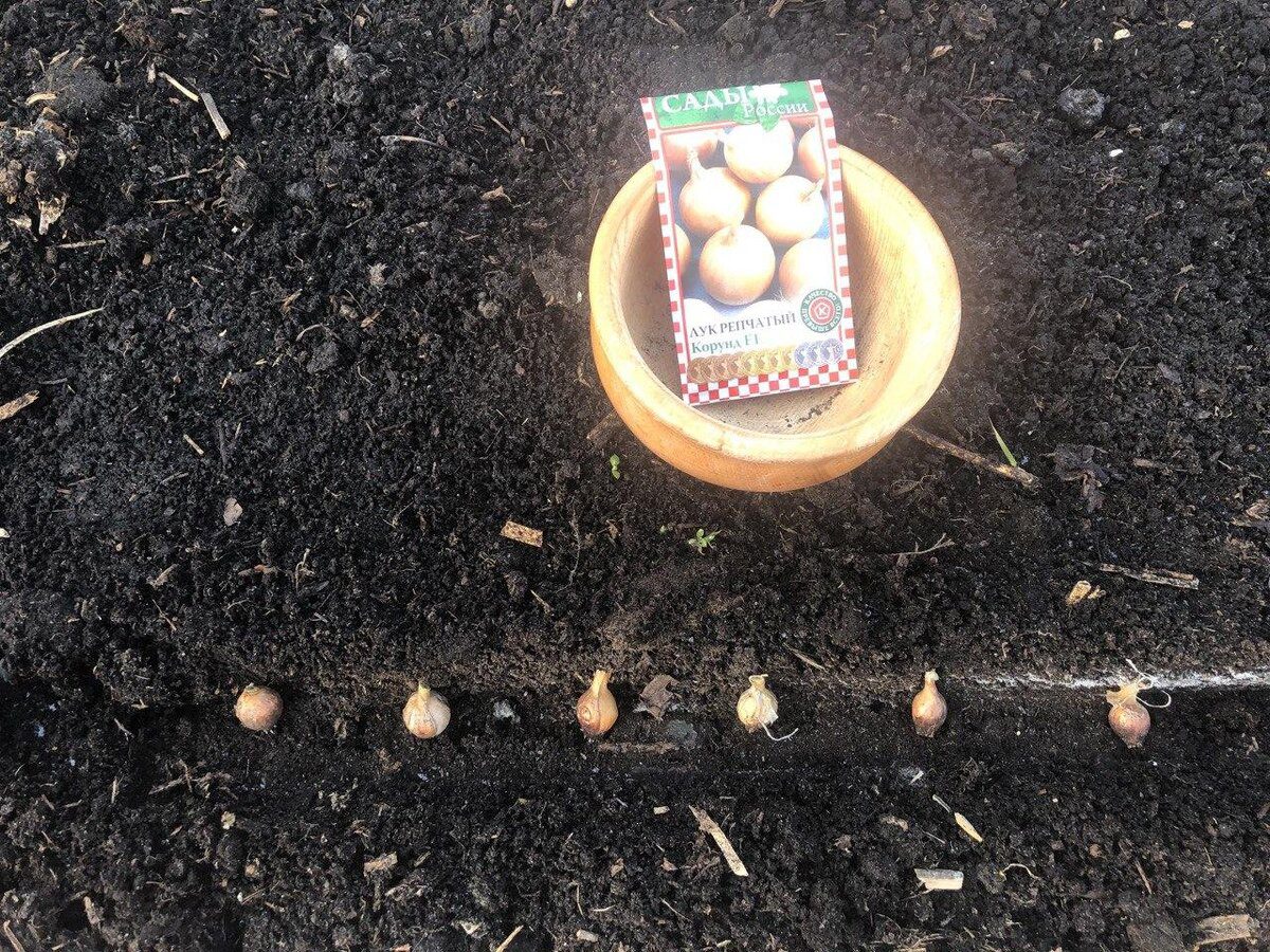 Експерти розповіли, як правильно садити озиму цибулю в осінній період для високої врожайності