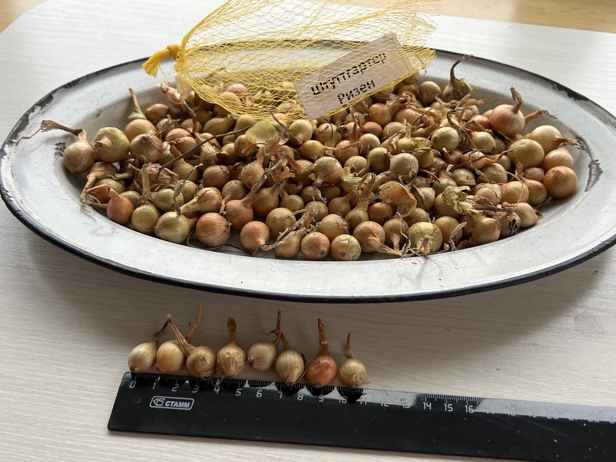 Експерти розповіли, як правильно садити озиму цибулю в осінній період для високої врожайності