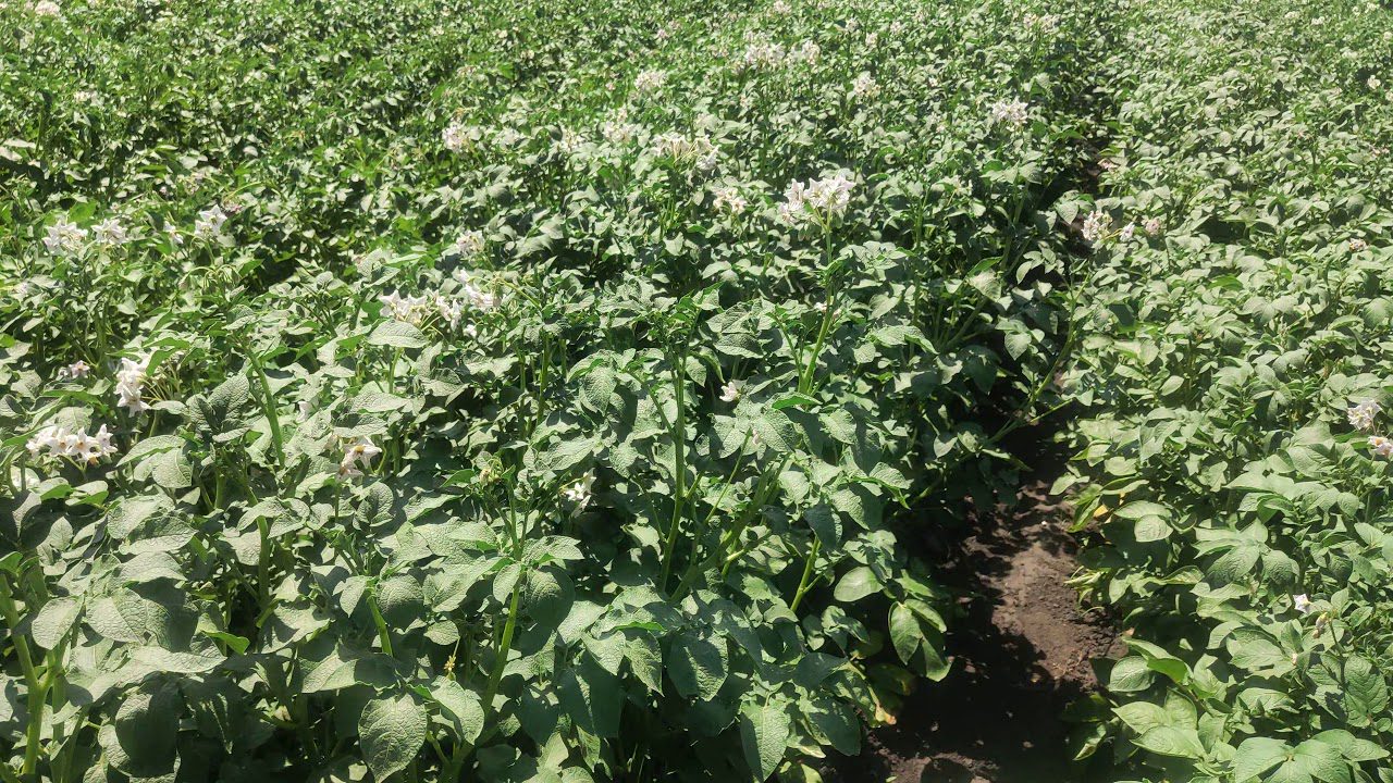 Картопля Лорет на грядках