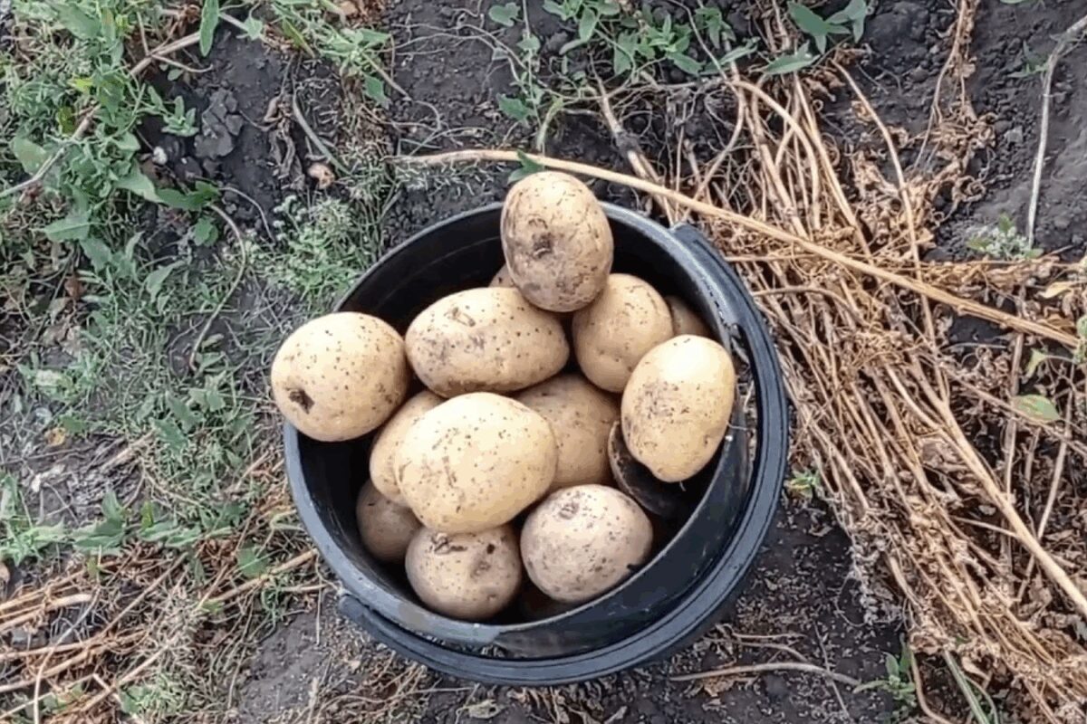 Сорт картоплі Імпала Сорт картоплі Імпала