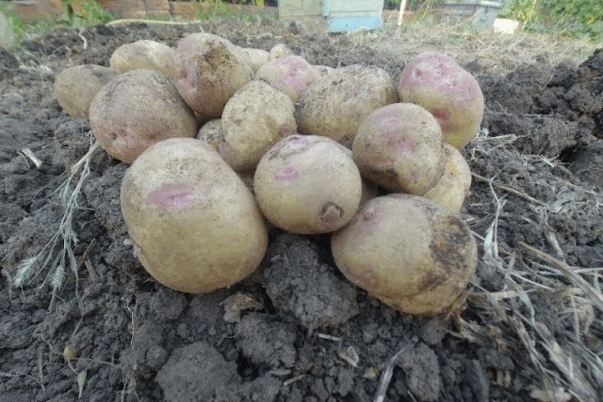 Сорт картоплі Пікассо Сорт картоплі Пікассо