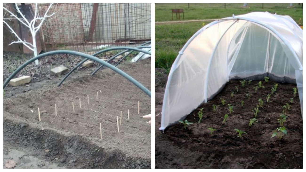 Городники розповіли про способи посіву помідорів під зиму