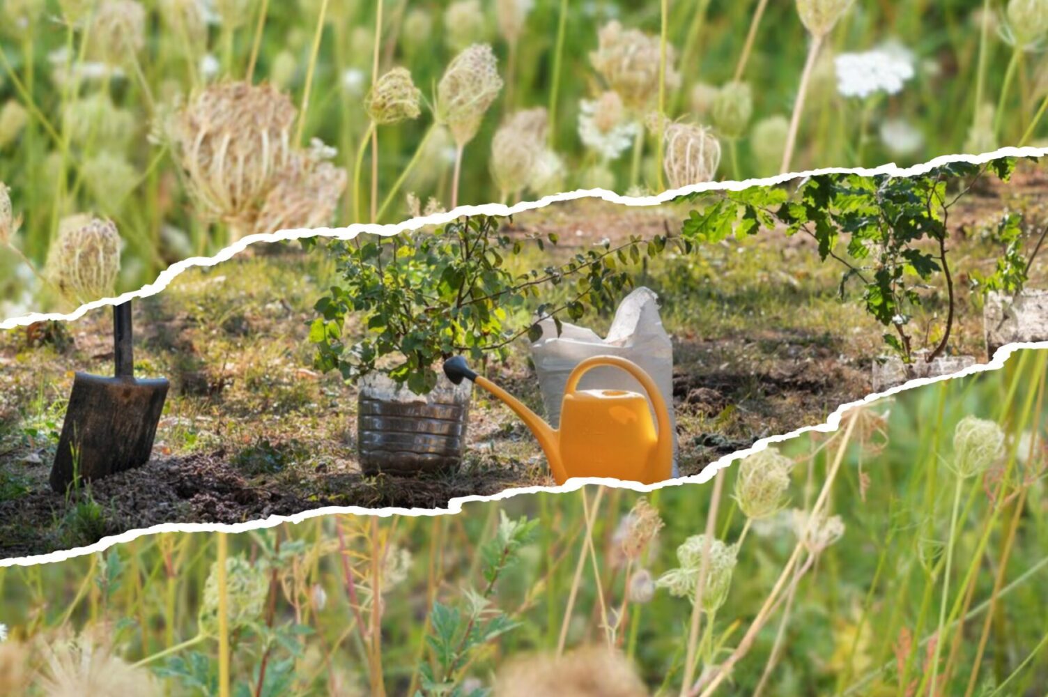 Городники розповіли, що слід обовʼязково зробити в жовтні, щоб прибрати бурʼяни