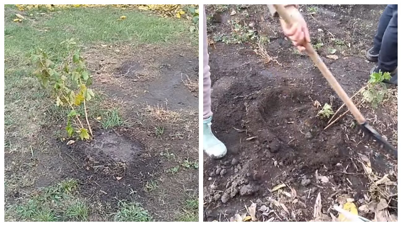 Садівники нагадали, як правильно висадити порічки восени