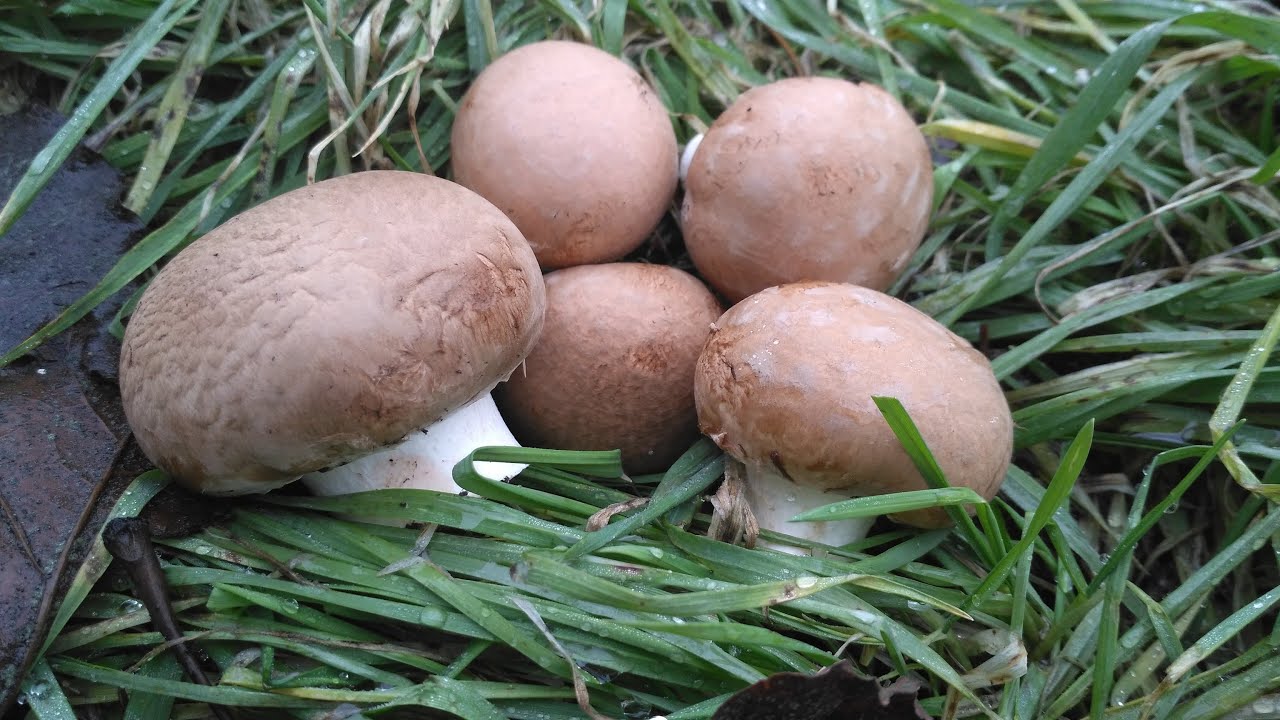 Як виростити печериці на дачі