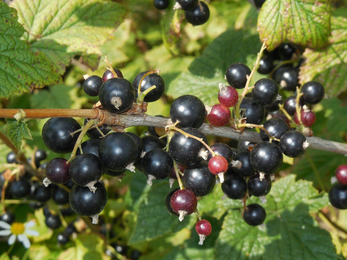 Городники розповіли, чим підживити смородину у жовтні 