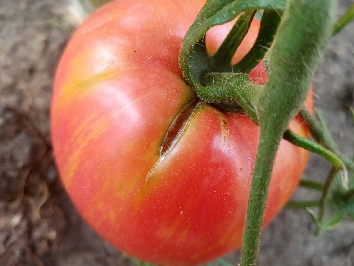 Експерти розповіли, від чого залежить соковитість помідорів