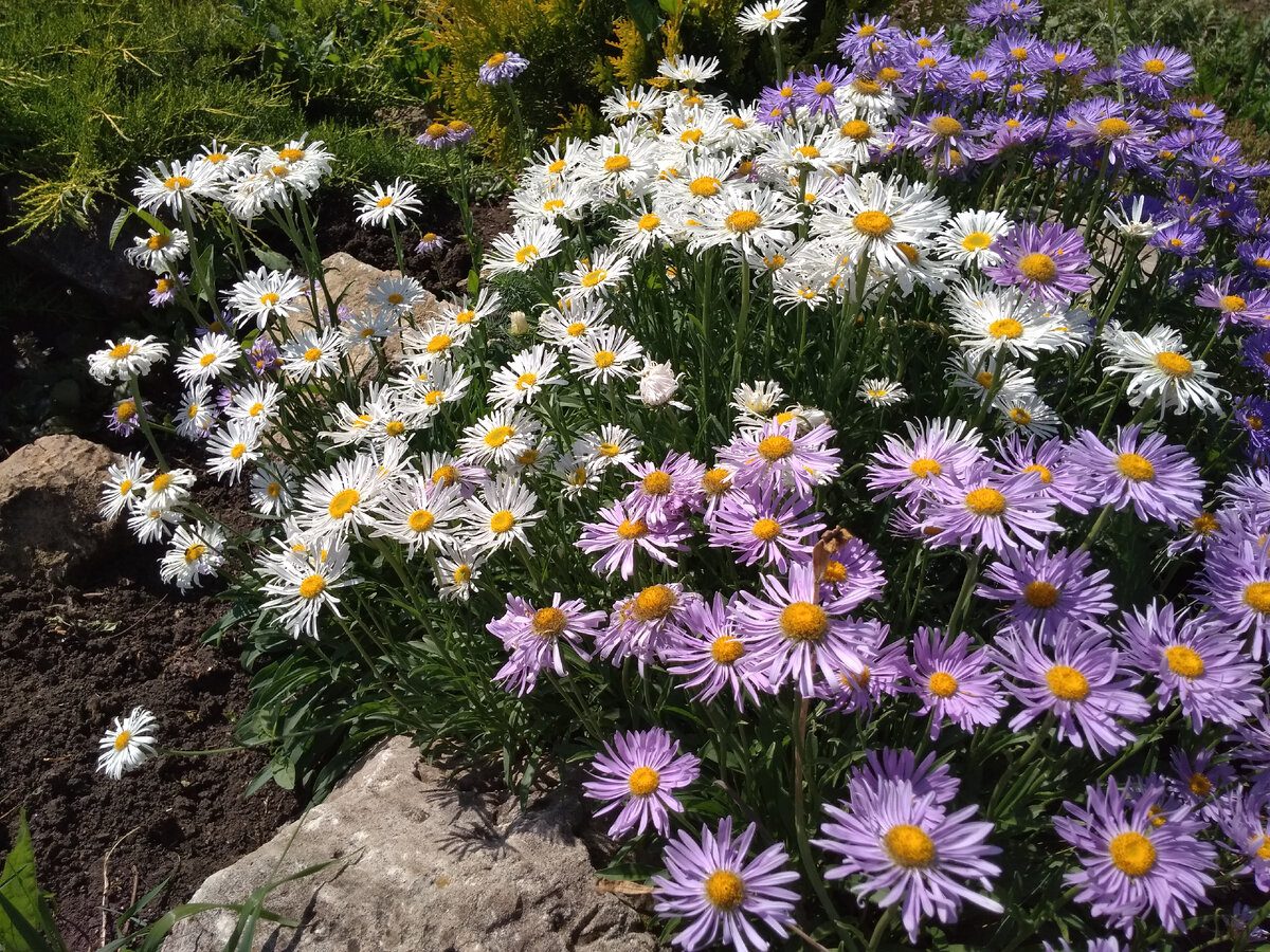 Експерти розповіли, як правильно висаджувати айстри під зиму для пишного цвітіння