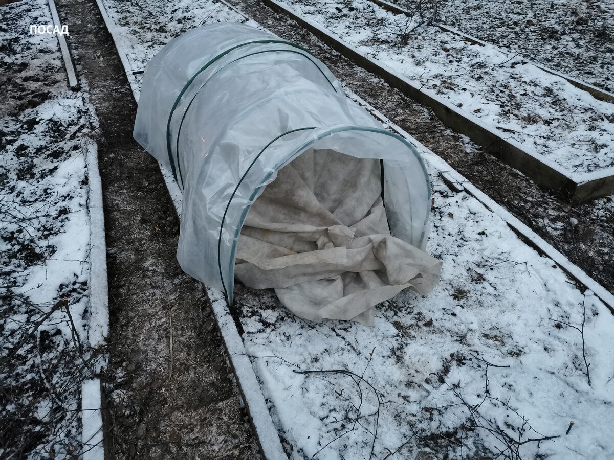 Експерти пояснили, як найкраще укривати троянди на зиму, аби навесні рослина порадувала