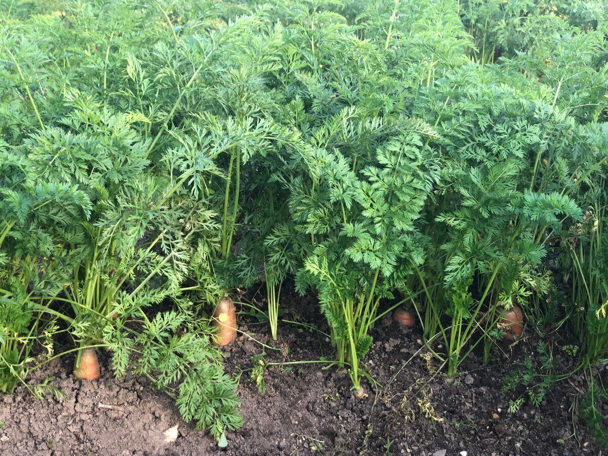 Городники розповіли, навіщо залишати моркву в ґрунті на зиму Городники розповіли, навіщо залишати моркву в ґрунті на зиму