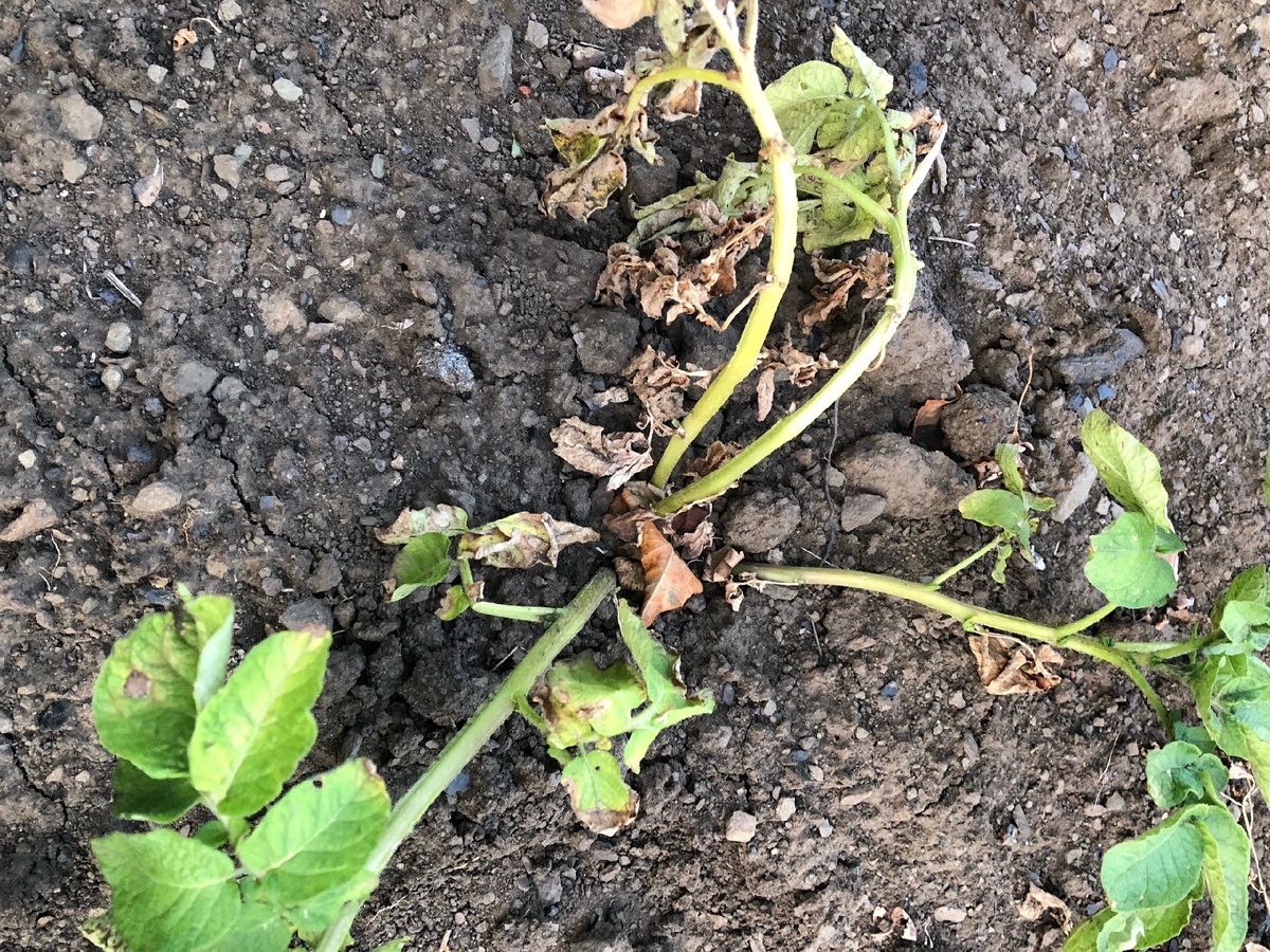 Експерти пояснили, як правильно обробляти ґрунт від фітофтори, аби вона не повернулась