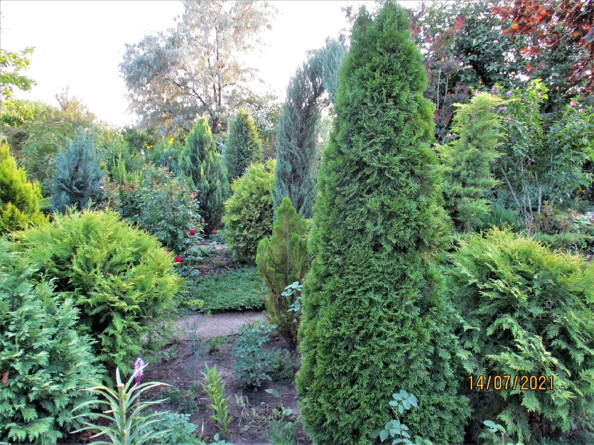 Садівники розповіли, як підготувати хвойні дерева до зимівлі, аби їм було комфортно в холод