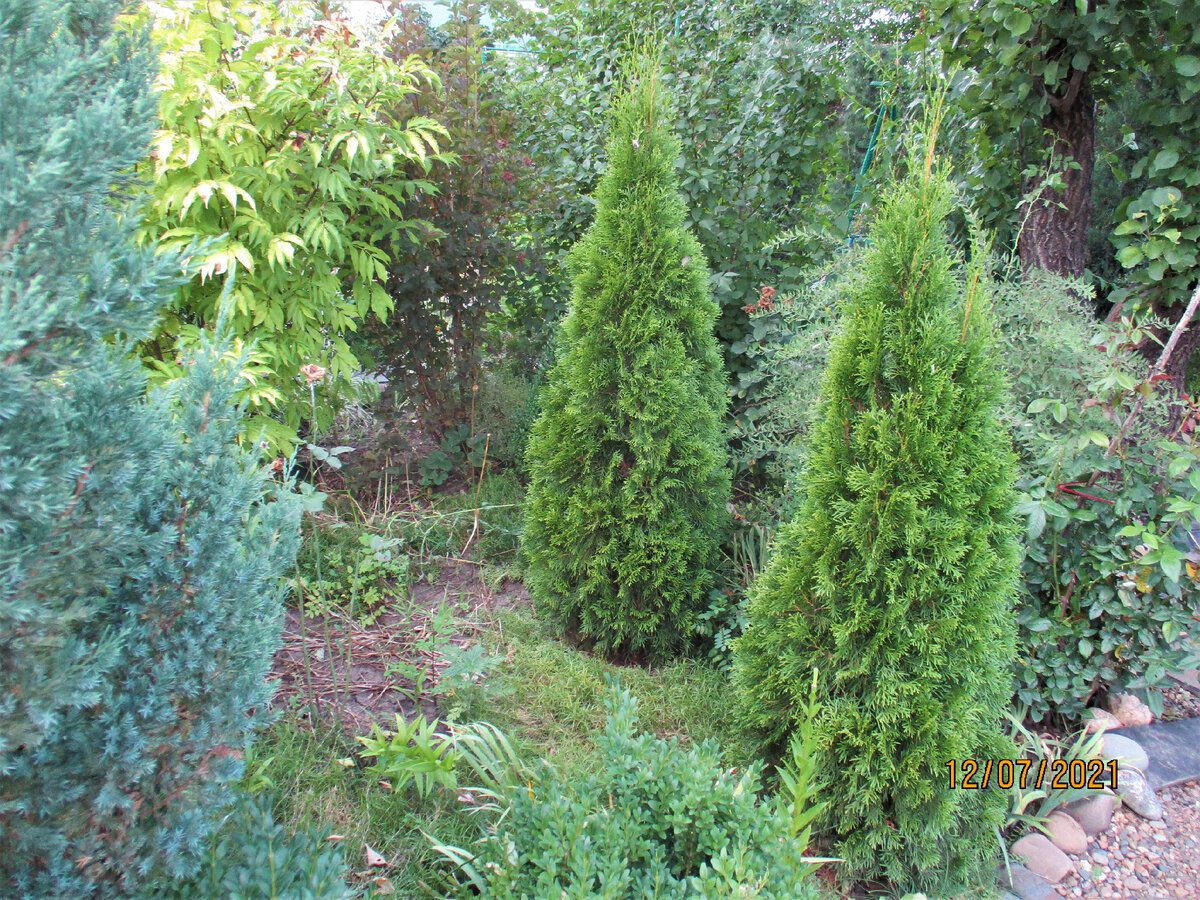 Садівники розповіли, як підготувати хвойні дерева до зимівлі, аби їм було комфортно в холод