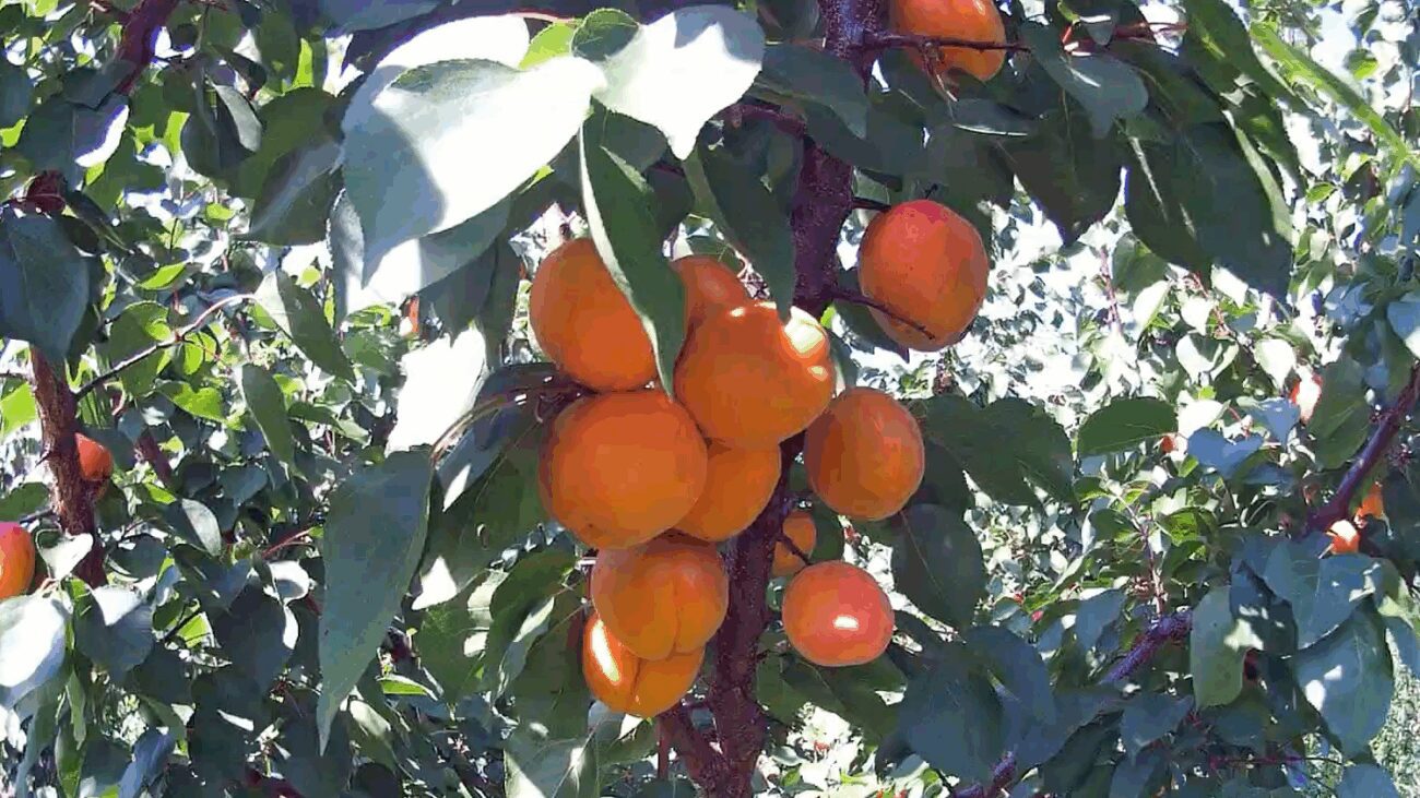 Аграрії назвали найкращі сорти абрикосів для півночі України