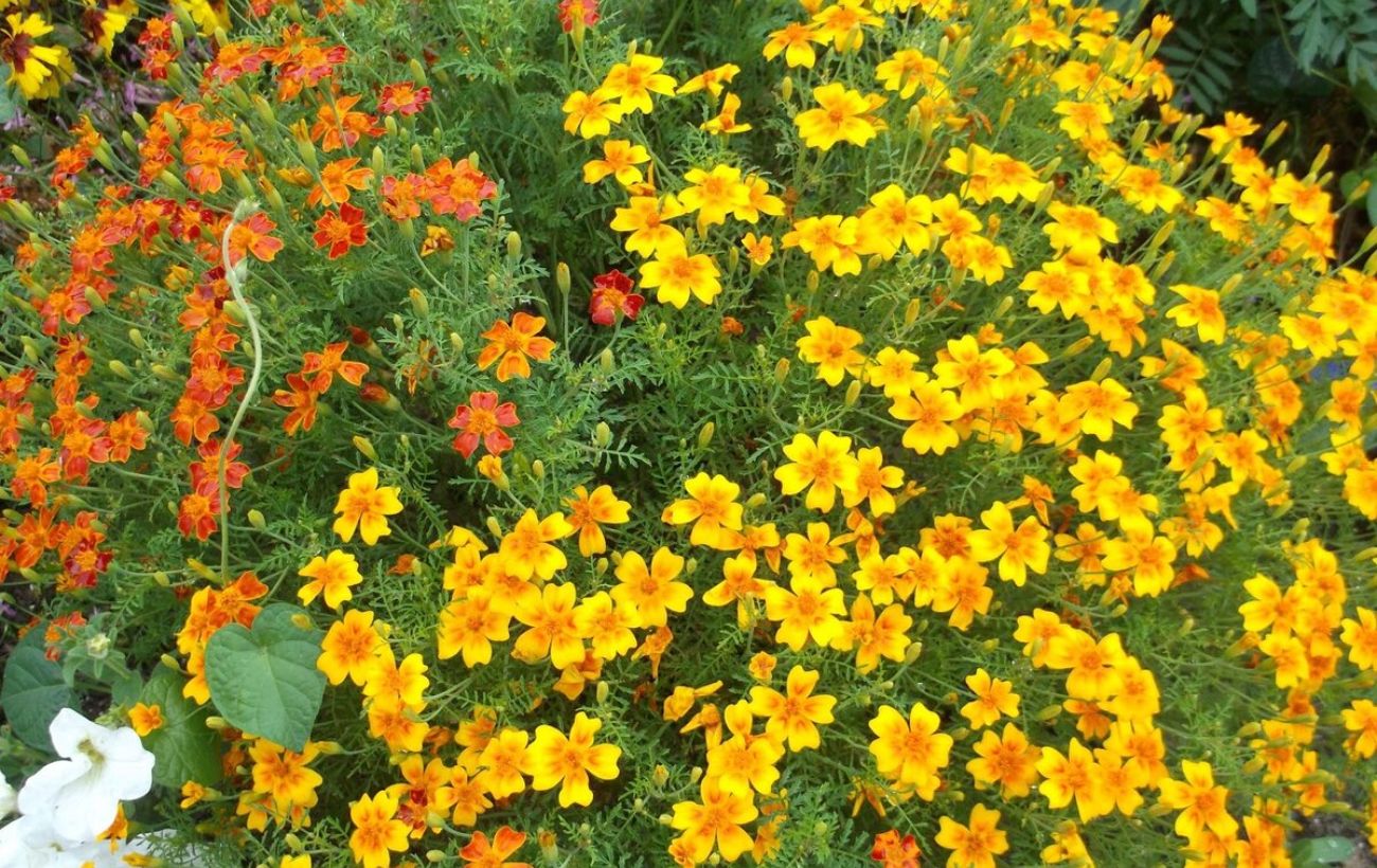 Експерти розповіли, що можна зробити з чорнобривцями восени 