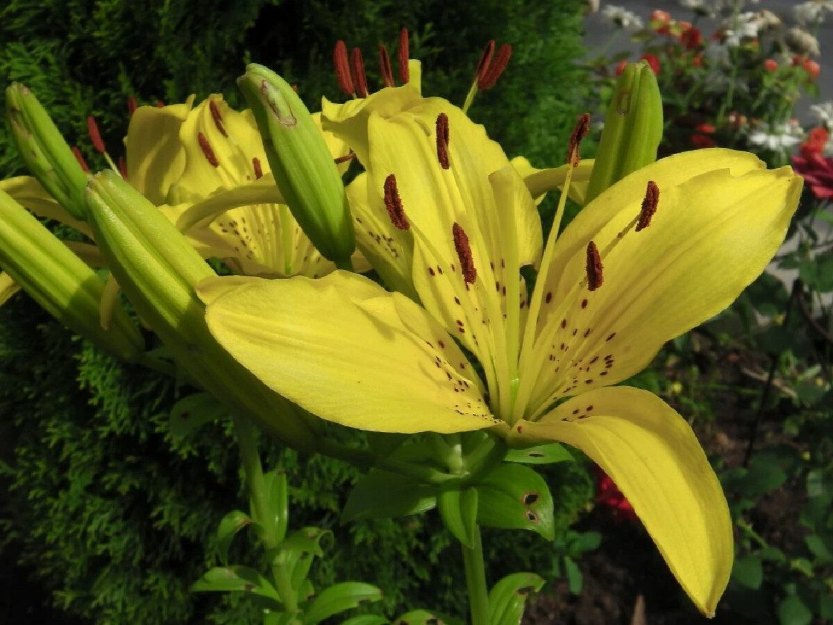 Експерти розповіли, як правильно посадити лілії восени 