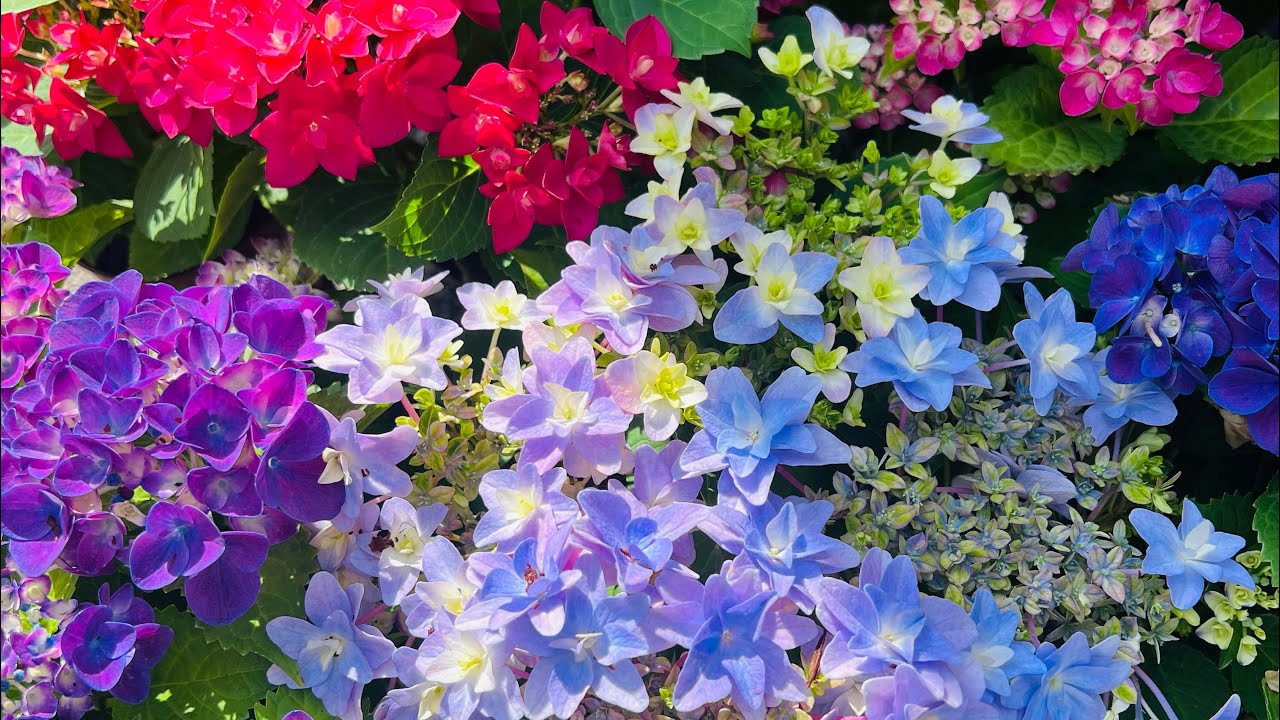 Садівники поділилися важливими заходами з догляду за гортензіями восени