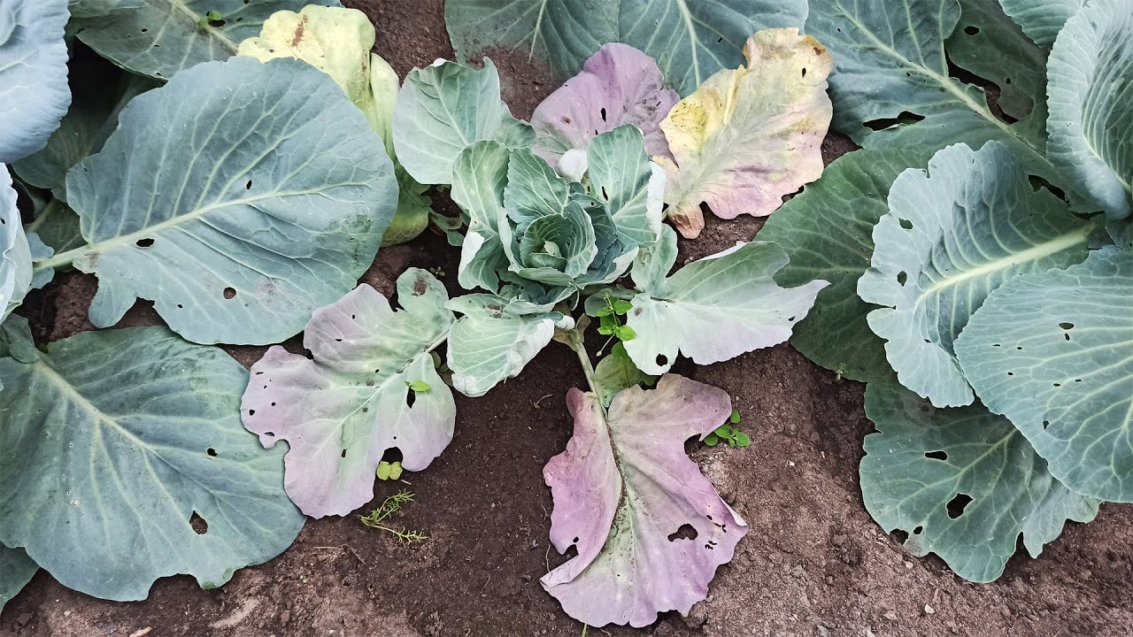 Навіщо городники залишають на ділянці кореневища капусти 