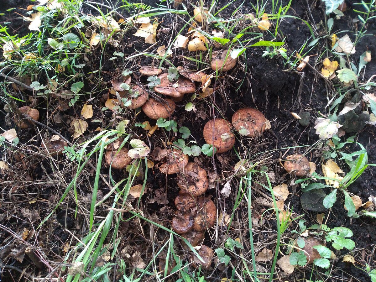 Експерти розповіли, як позбутись від опеньків у саду під деревами – прості поради для садівників