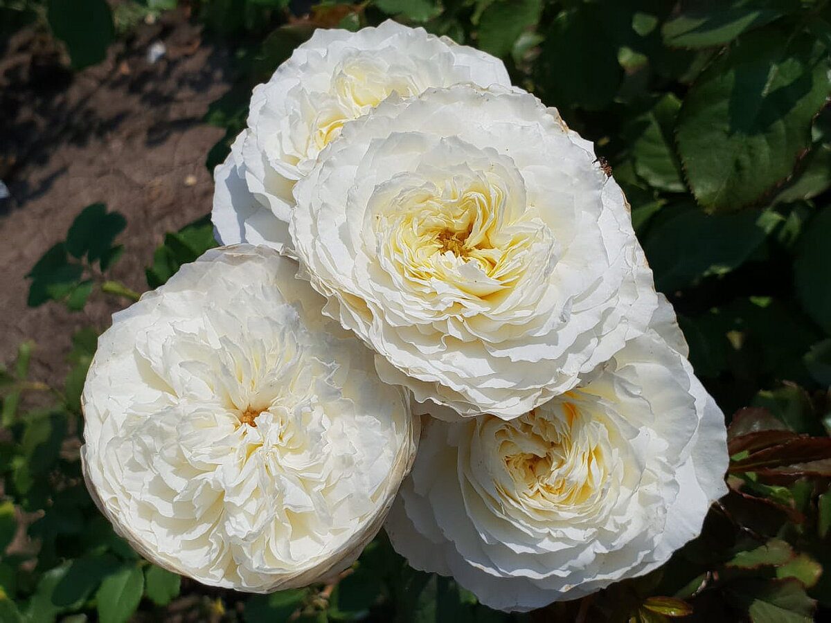 Садівники порадили спосіб, як правильно укорінювати живці троянди для гарантованого результату