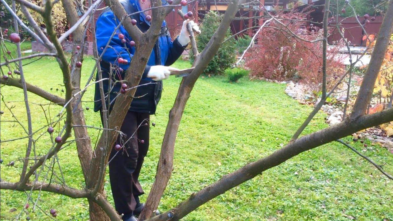 Садівники розповіли, що варто встигнути зробити з деревами до настання холодів