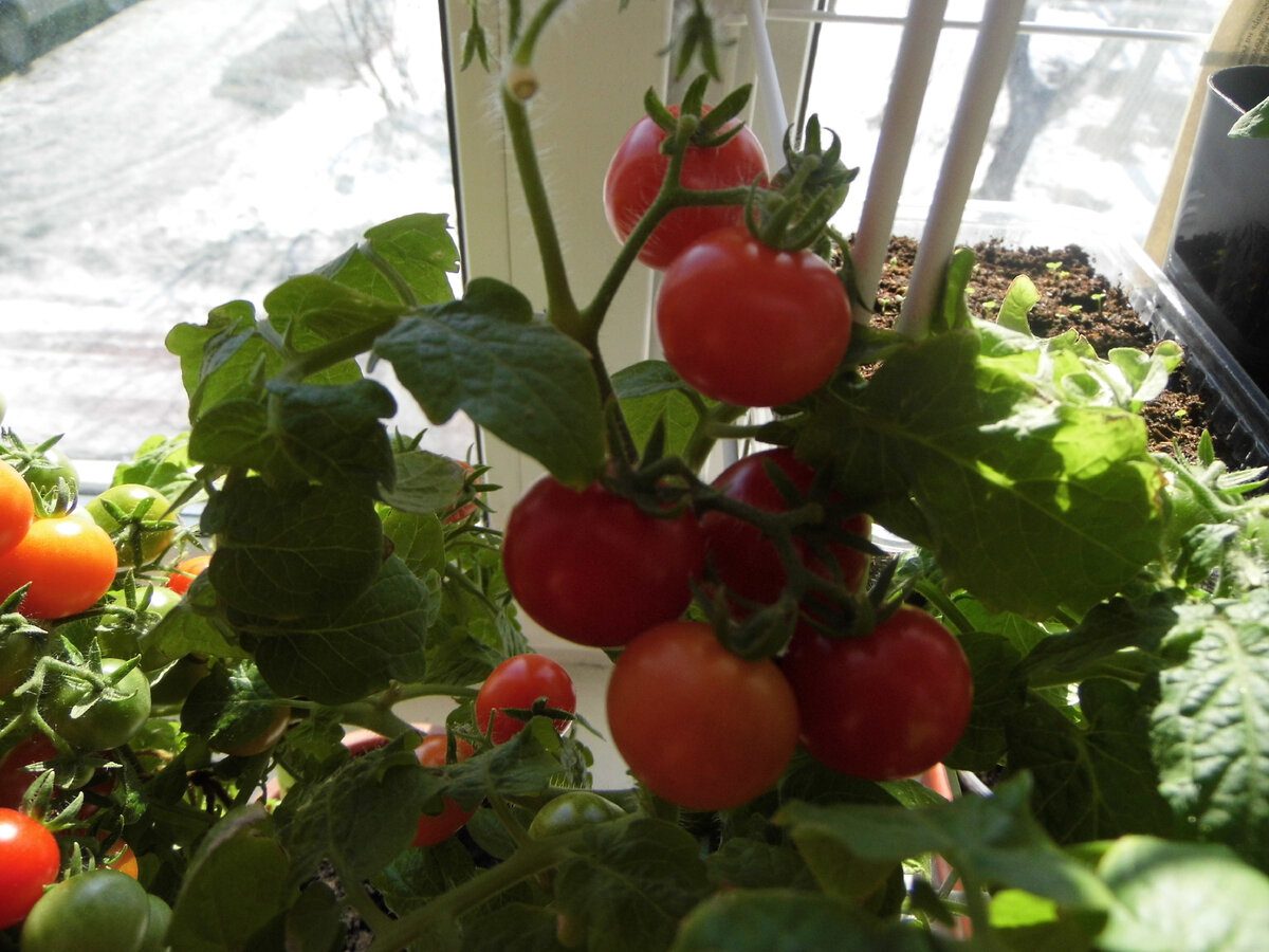 Експерти розповіли, який сорт томатів дає найкращий урожай – багато смачних і солодких плодів