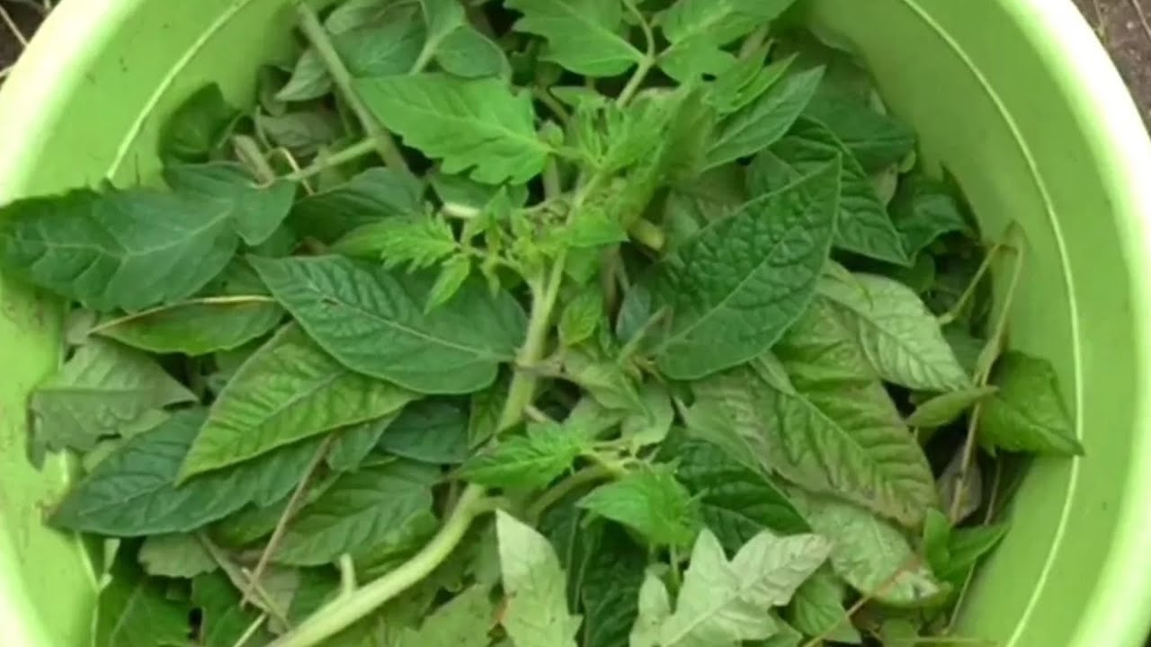 Садівники розповіли, як із томатного бадилля зробити 3 потужні добрива