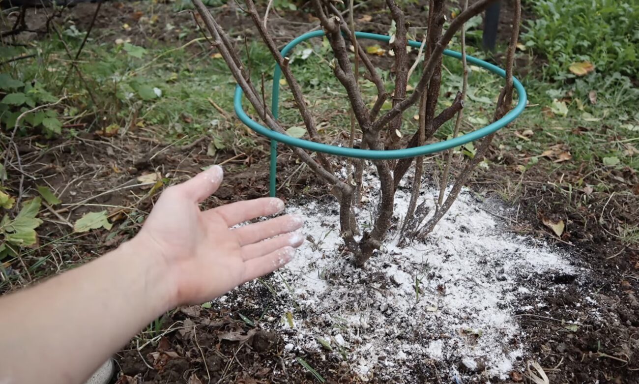 Садівники розповіли, чим підживити смородину восени