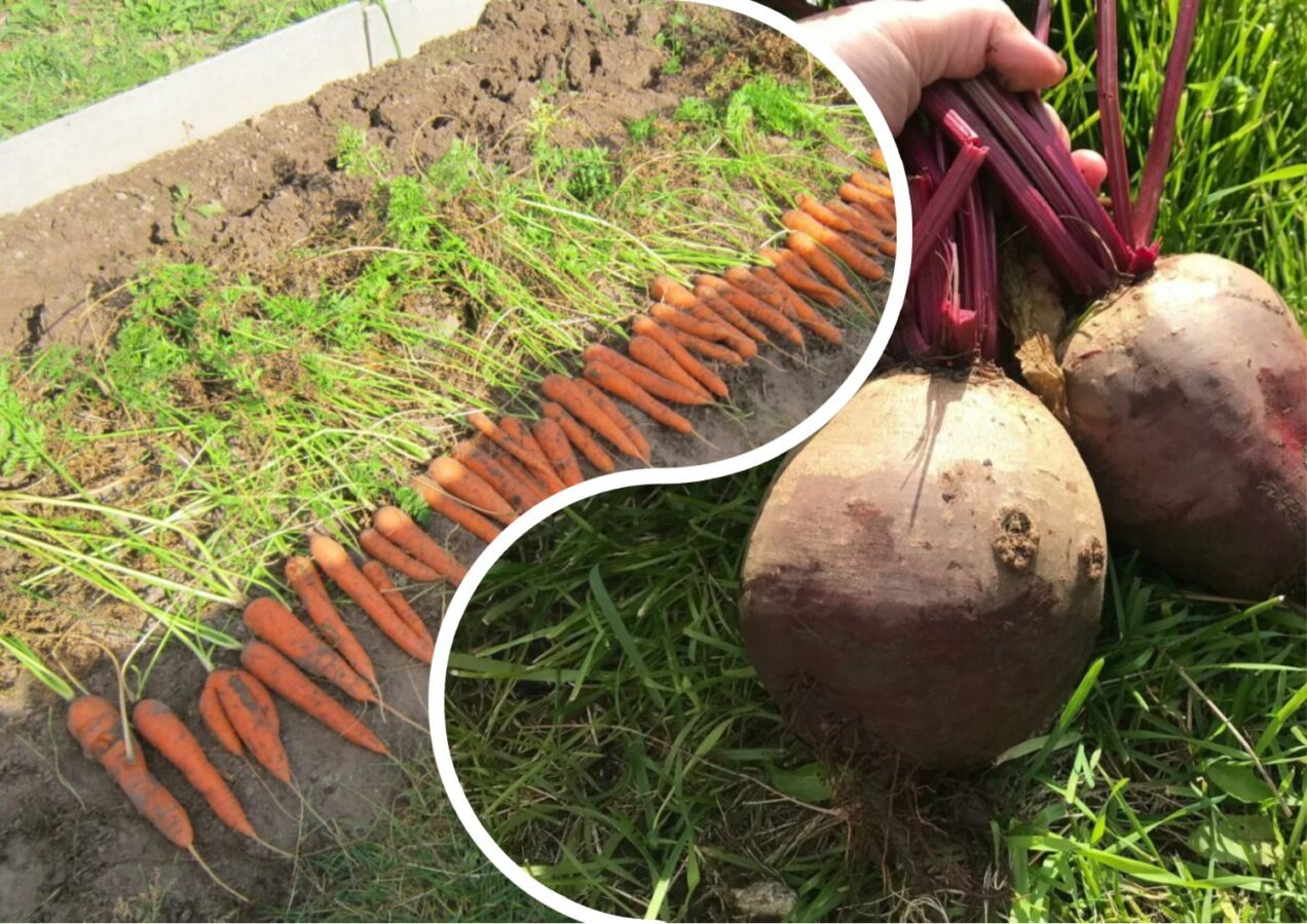 Городники розповіли, навіщо вести щоденник сівозміни  