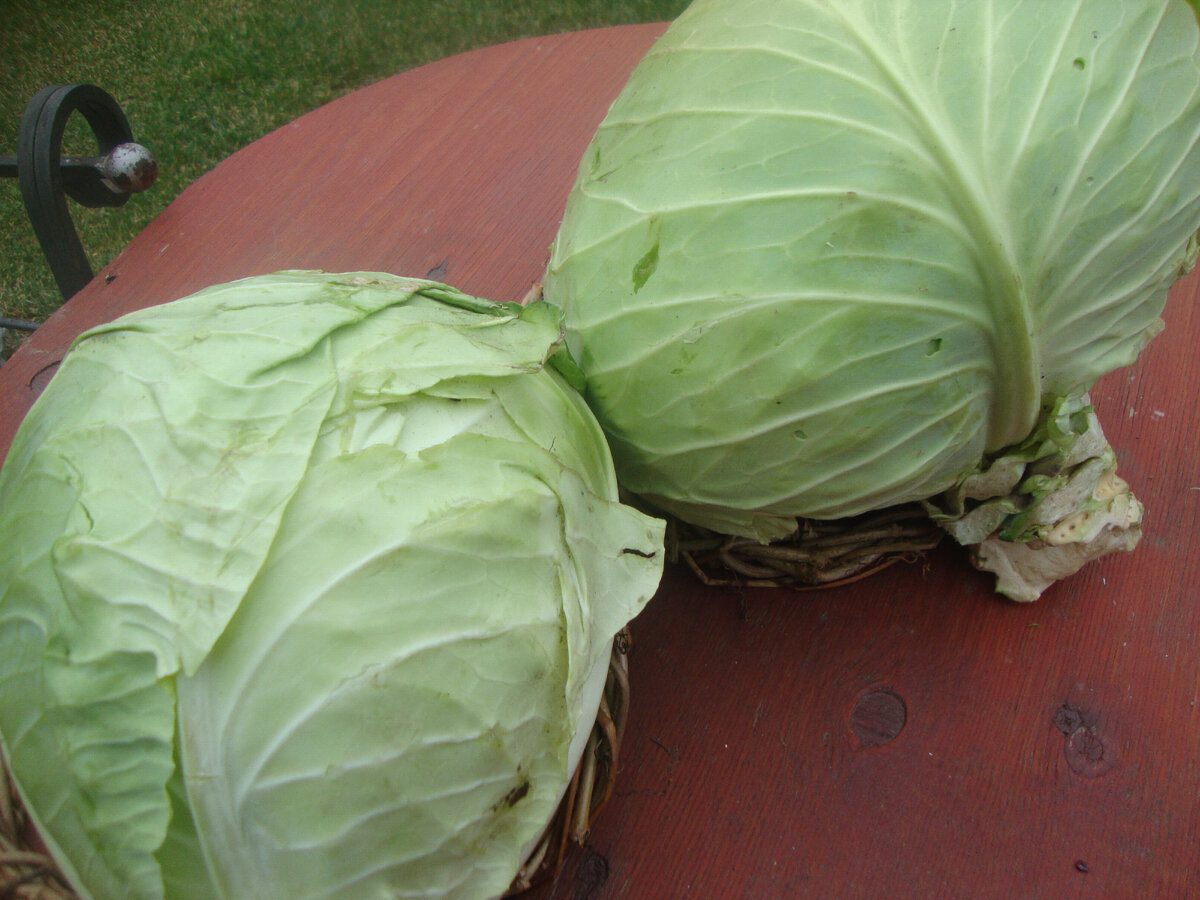 Експерти пояснили, як правильно зберігати капусту, аби вона довго залишалась свіжою і хрусткою