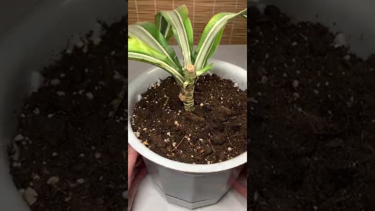 Чому у драцени жовтіють кінчики листя