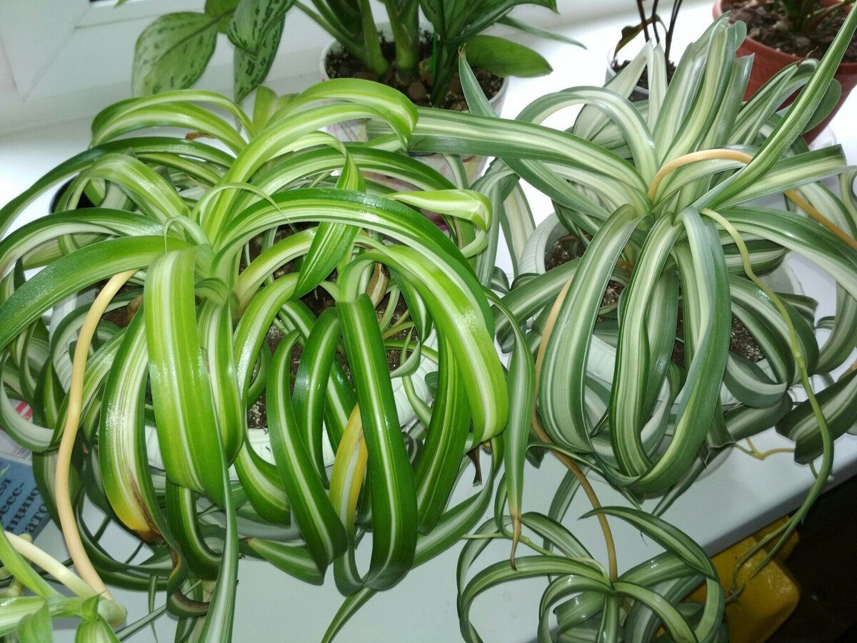 Експерти розповіли, як допомогти кімнатним квітам відновити жовте листя – корисні поради