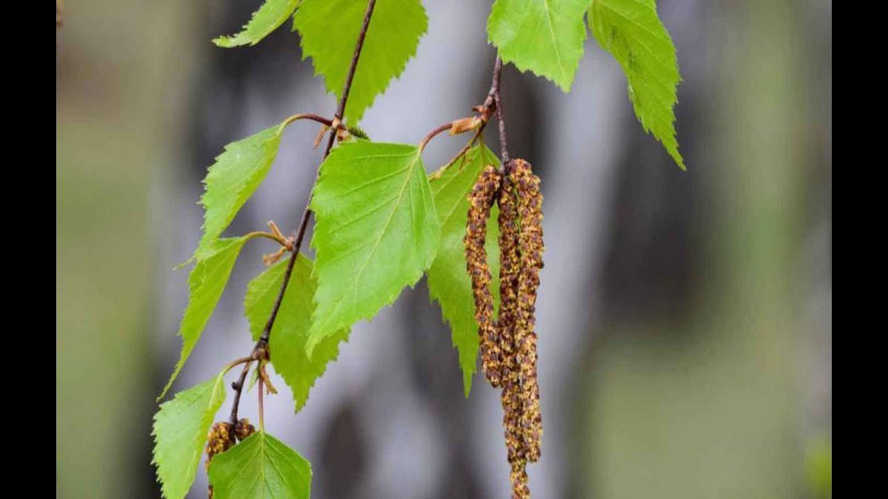 Навіщо городники вкривають березовим листям грядки з картоплею
