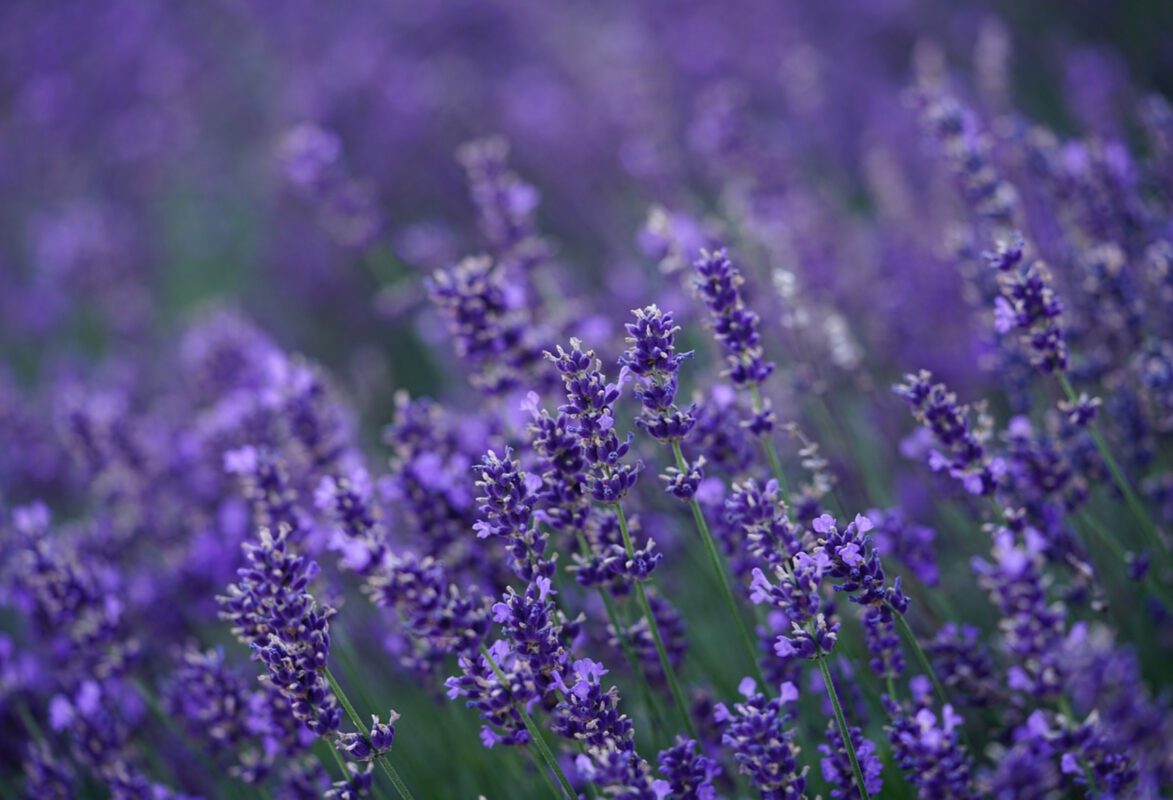 Садівники розповіли, чим підживити лаванду для пишного цвітіння