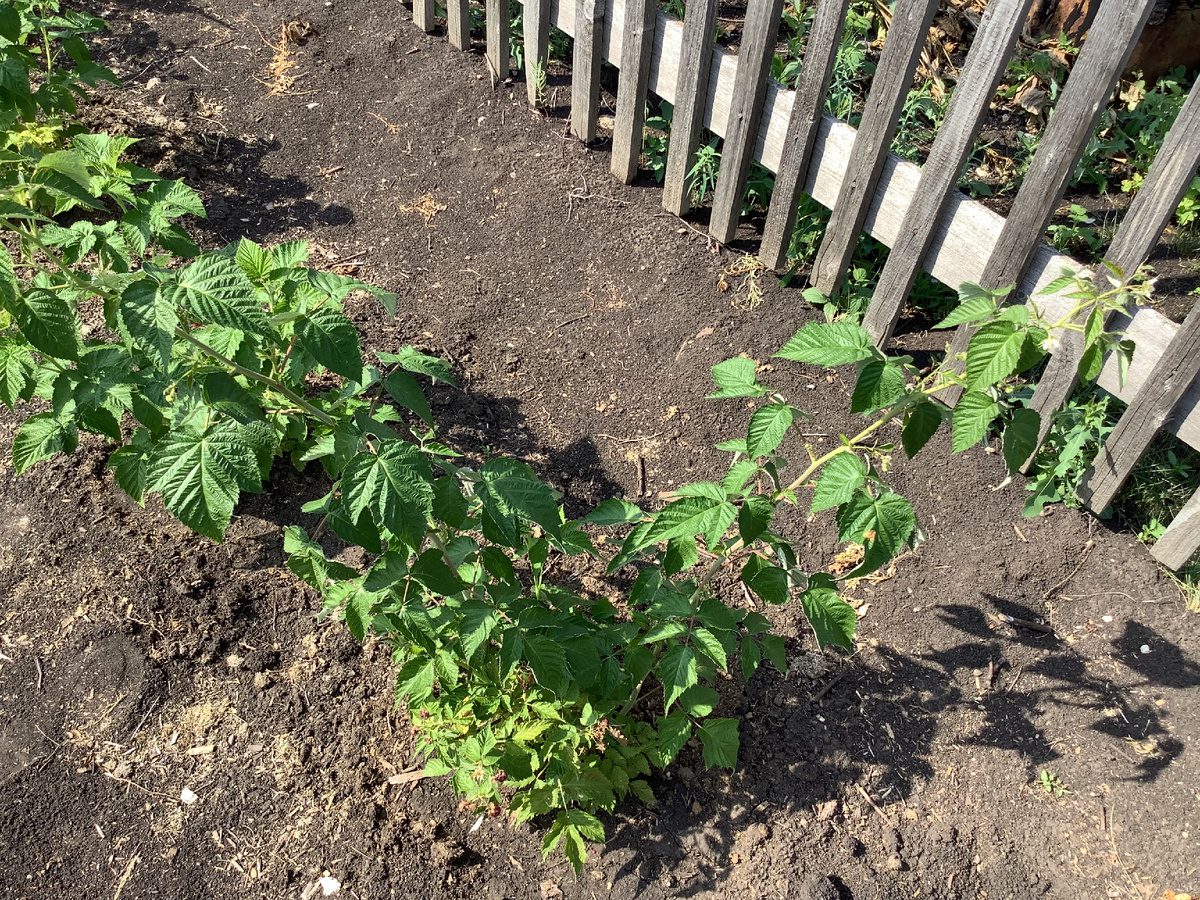 Експерти розповіли, які рослини краще висаджувати восени, адже так вони приживуться краще