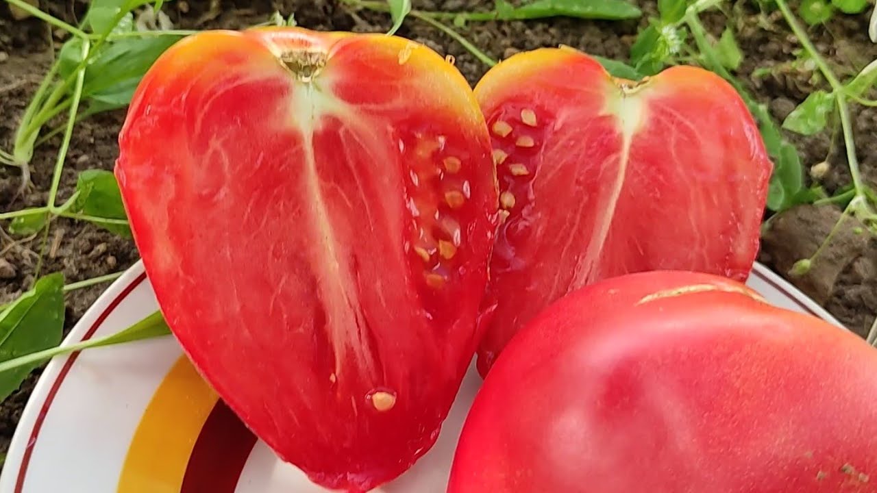 Експерти назвали найсмачніший сорт помідорів, який росте в Україні