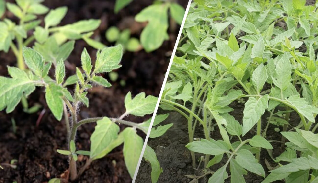 Городники розповіли, як правильно посіяти томати восени Городники розповіли, як правильно посіяти томати восени