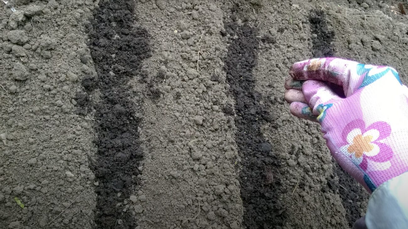 Городники розповіли, як правильно посіяти томати восени