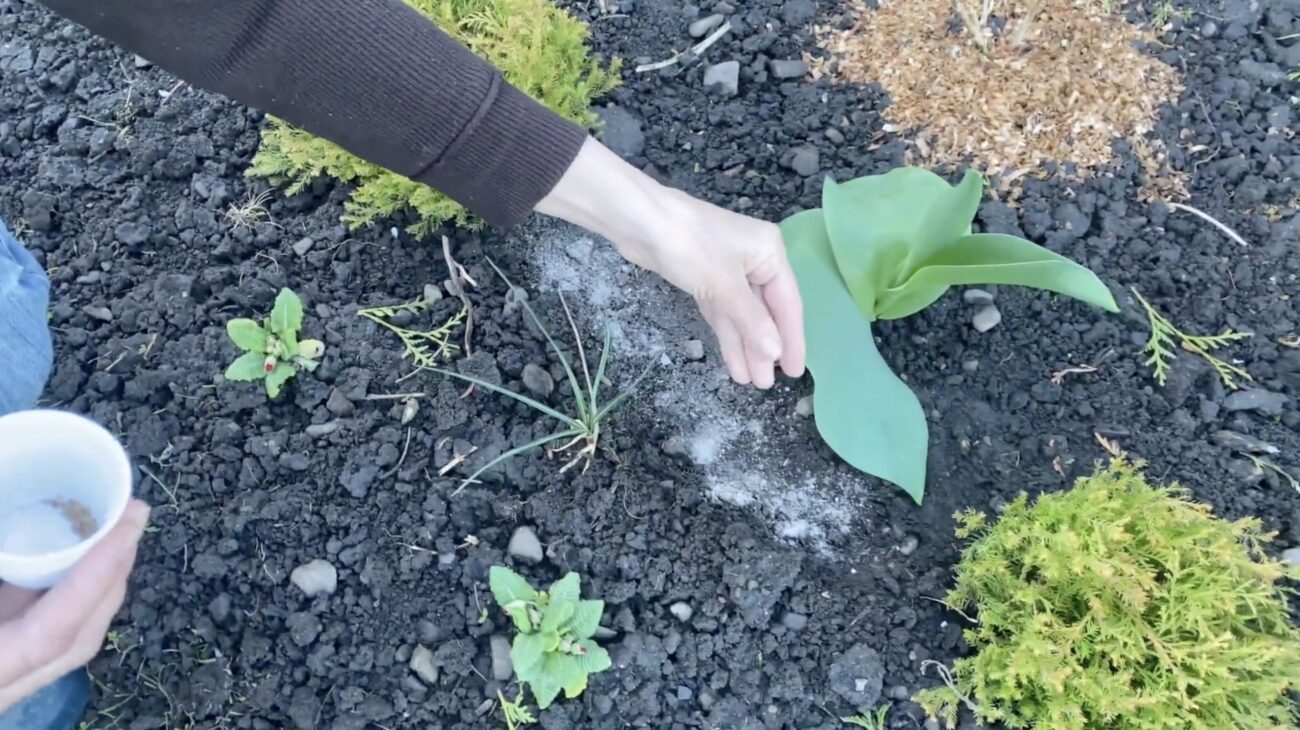 Садівники поділилися списком квітів, які підходять для осінньої посадки