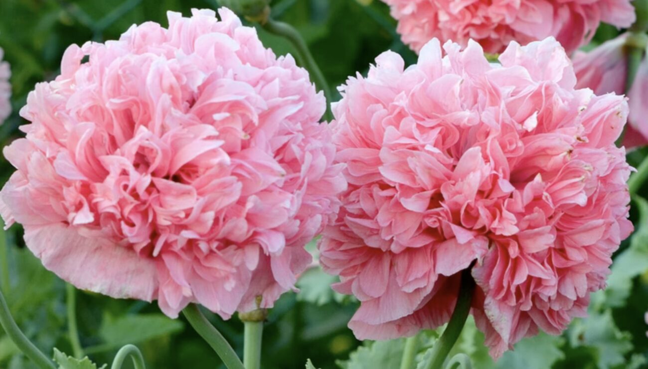 Садівники поділилися списком квітів, які підходять для осінньої посадки Садівники поділилися списком квітів, які підходять для осінньої посадки