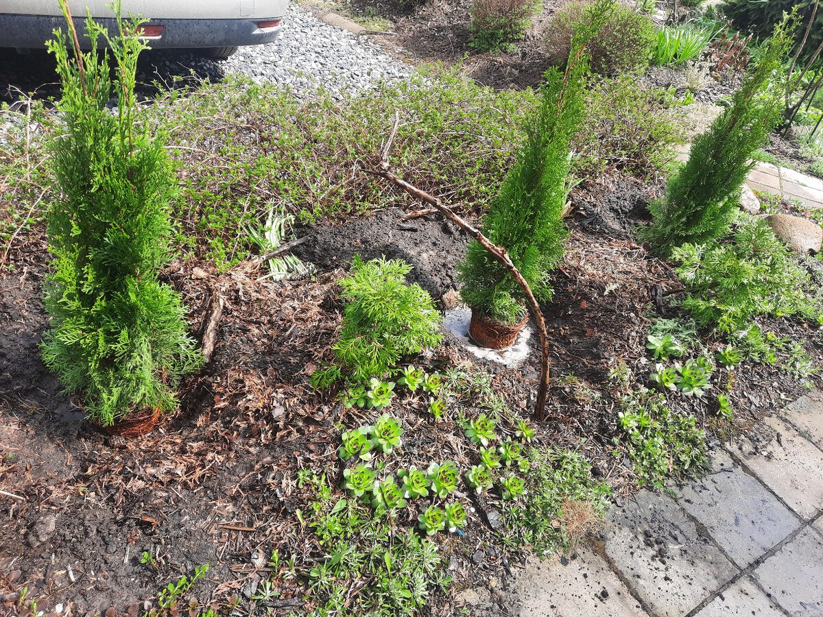 Експерти пояснили, як правильно доглядати за туями в саду, аби вони не жовтіли до весни – поради