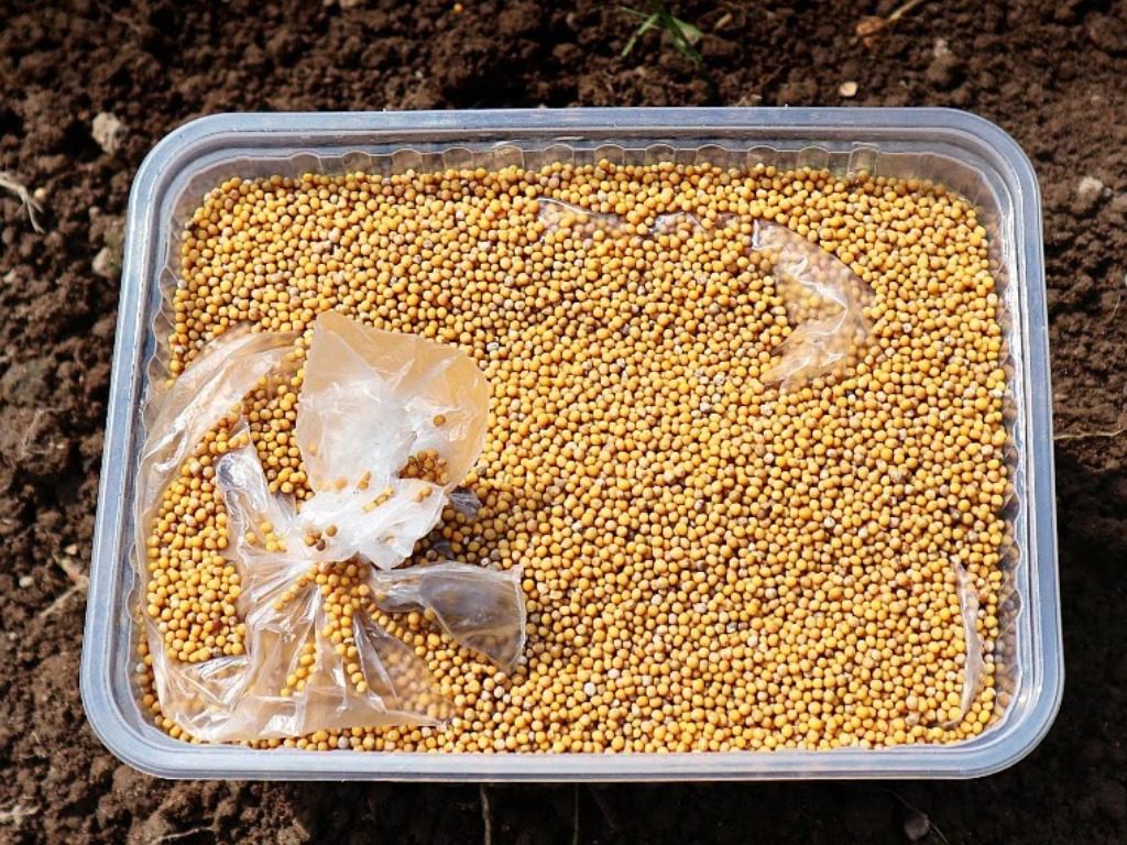 Як та навіщо сіяти гірчицю на грядки восени