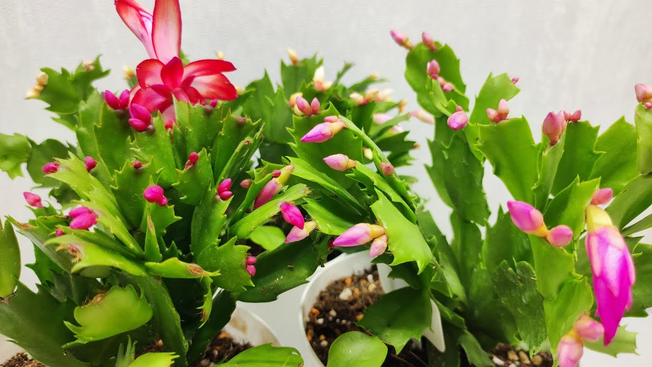 Квітникарі розповіли, чим підживити декабриста для стимуляції утворення бутонів