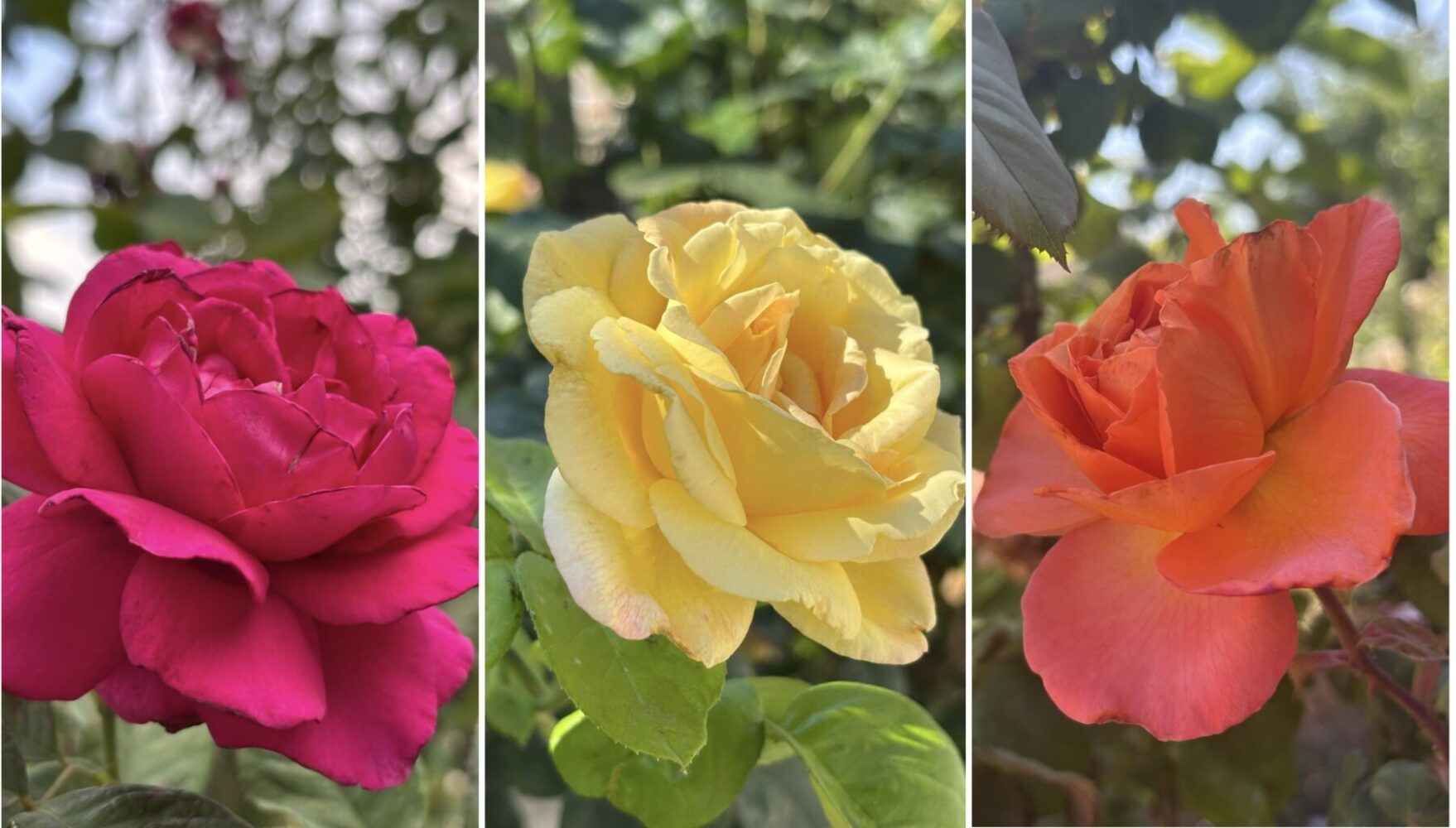 Квітникар розповів, що робити з грибком на трояндах