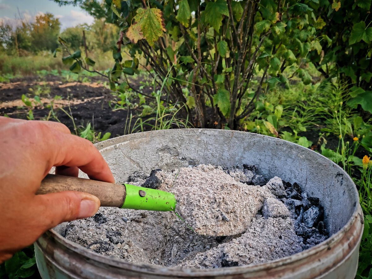 Експерти пояснили, як правильно використовувати золу для удобрення ділянки восени та навесні