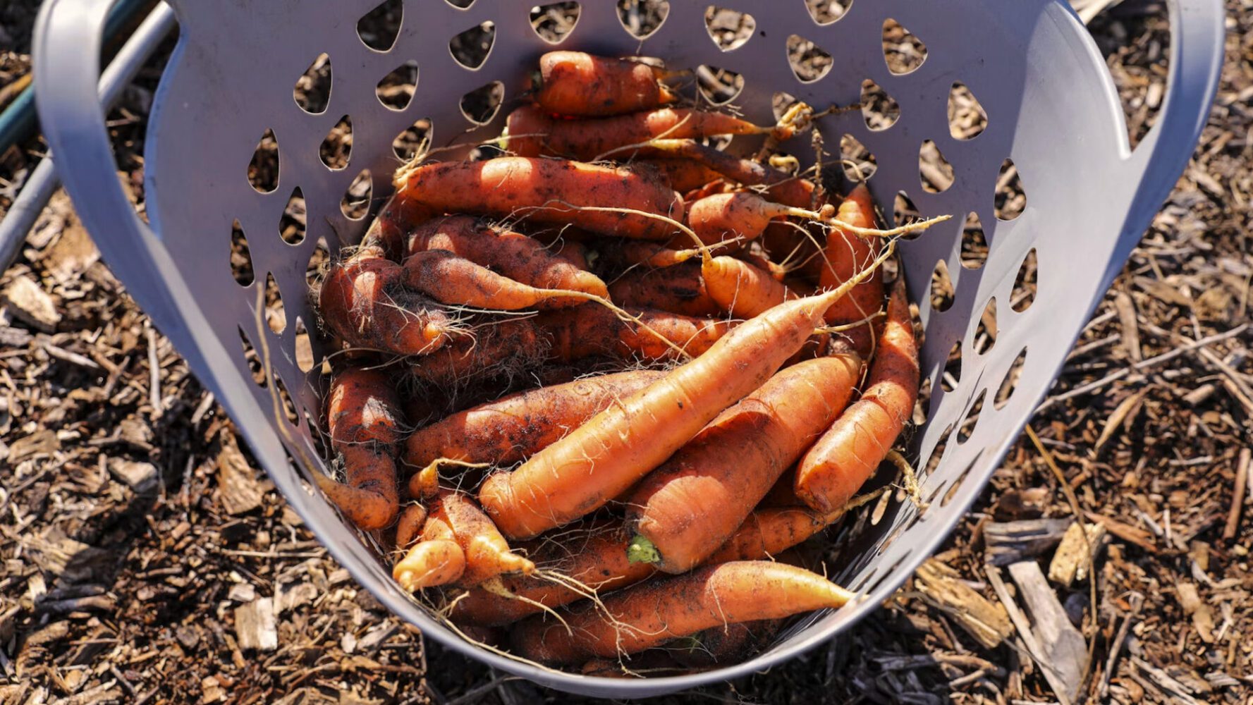 Агрономи назвали два сорти моркви, які підходять для посадки під зиму 2025 Агрономи назвали два сорти моркви, які підходять для посадки під зиму 2025